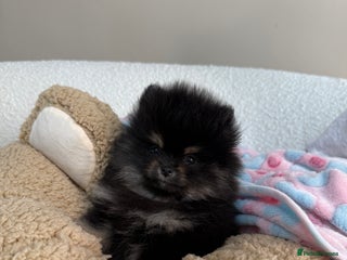 Pomeranian dogs - Advert 27