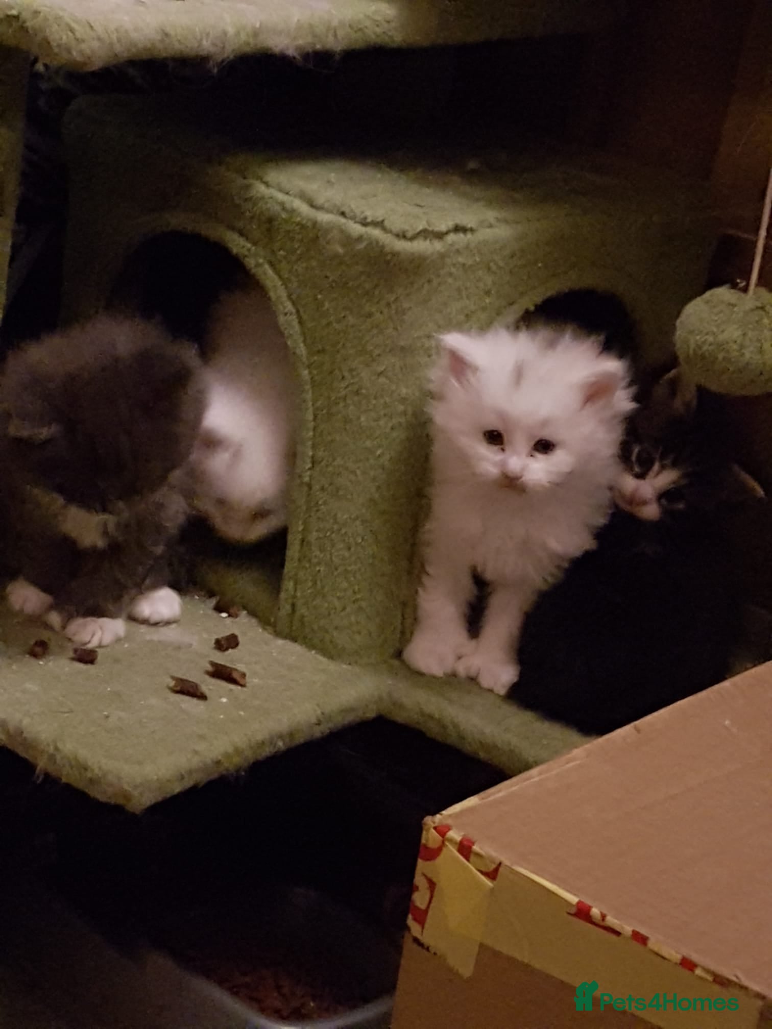 Maine Coon cats Mischievous Maine Coon kittens.  Ready now. - Advert 1