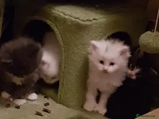 Maine Coon cats Mischievous Maine Coon kittens. Ready now. - Advert 2