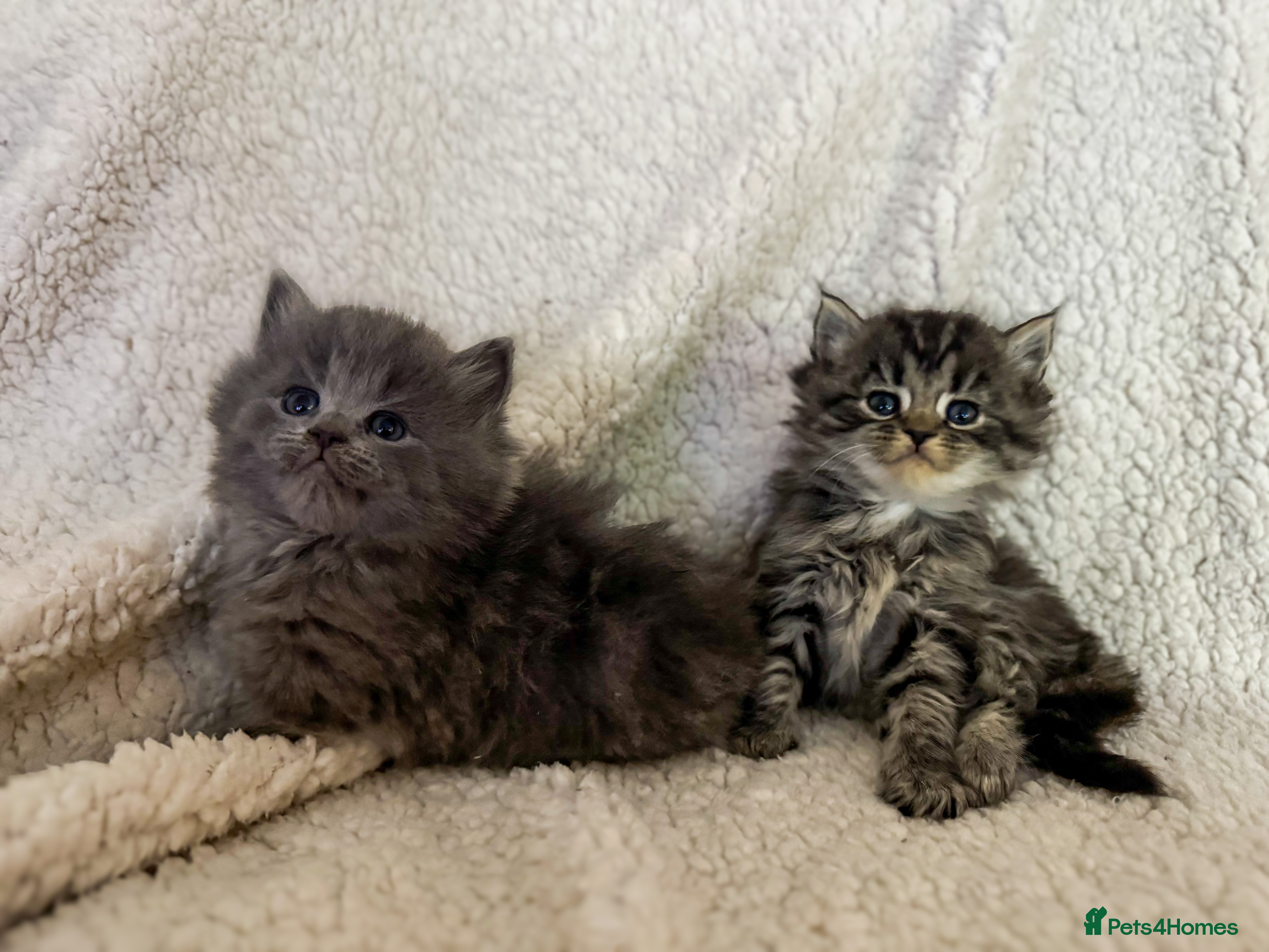 Ragdoll cats Ragdoll cross  - Advert 2