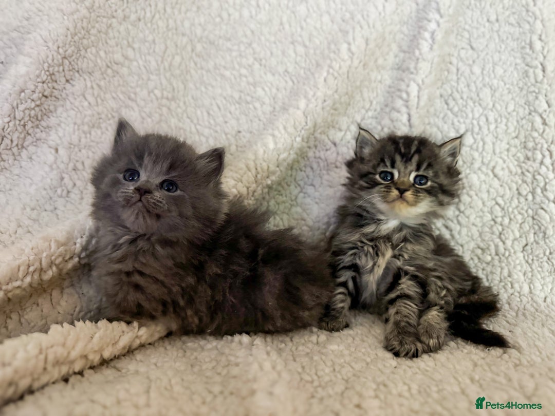 Ragdoll cats for sale: Ragdoll cross  - Advert 1