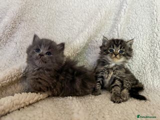 Ragdoll cats Ragdoll cross - Advert 3