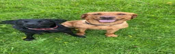 Labrador Retriever dogs for sale: Silver Labrador puppies in Stoke-on-Trent - Advert 3
