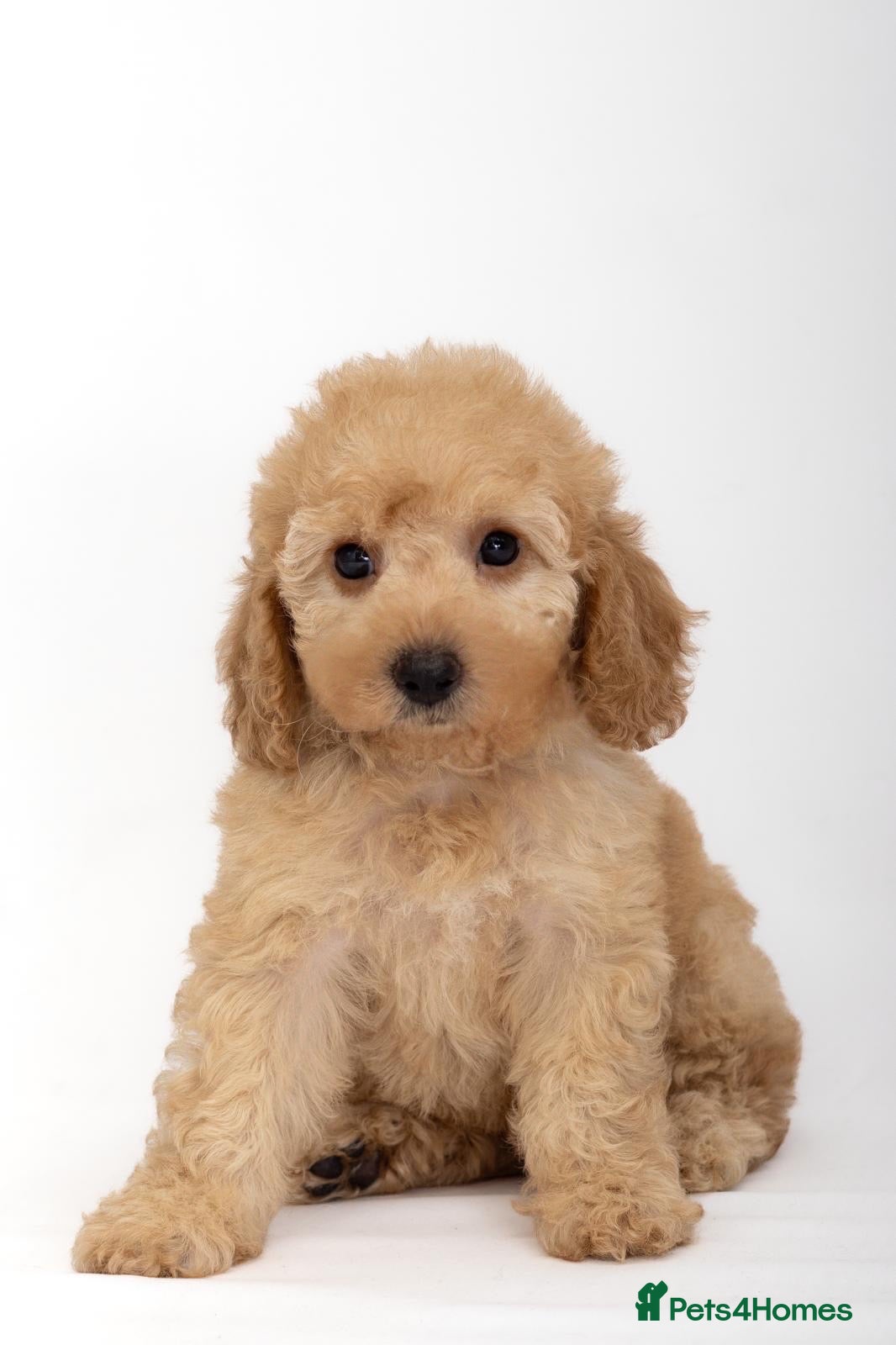 Cavapoo dogs DNA health tested Beautiful F1b Cavapoos - Advert 7