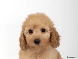 Cavapoo dogs DNA health tested Beautiful F1b Cavapoos - Advert 7