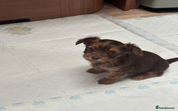 Shih Tzu dogs for sale: Shih tzu cross Yorkshire terrier - Image 7