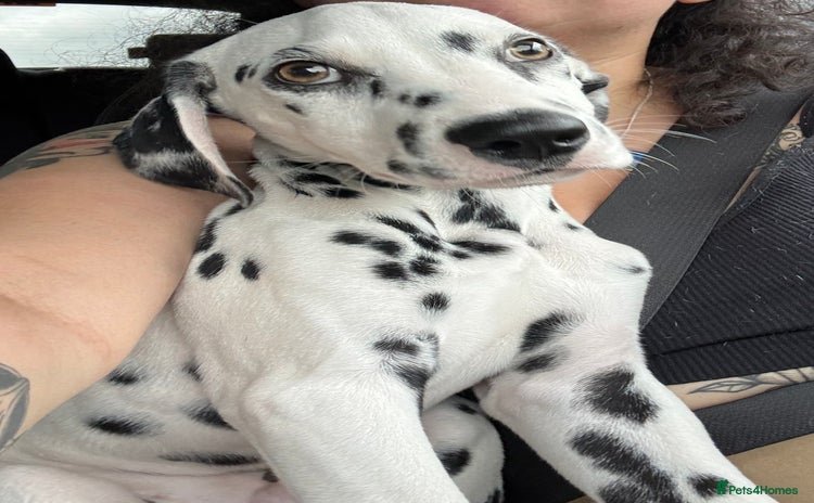 Dalmatian dogs in Normanton - Advert 1