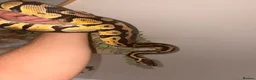 Snake reptiles for sale: Male and female  Ball python  - Advert 3