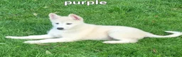 Huskita dogs for sale: Akita/husky pups in Sunderland - Advert 3