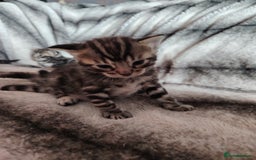 Bengal cats for sale: Bengal x Ragdoll kittens  - Image 3