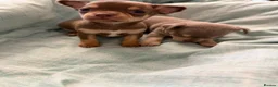 Chihuahua dogs for sale: Beautiful Chocolates - Advert 2