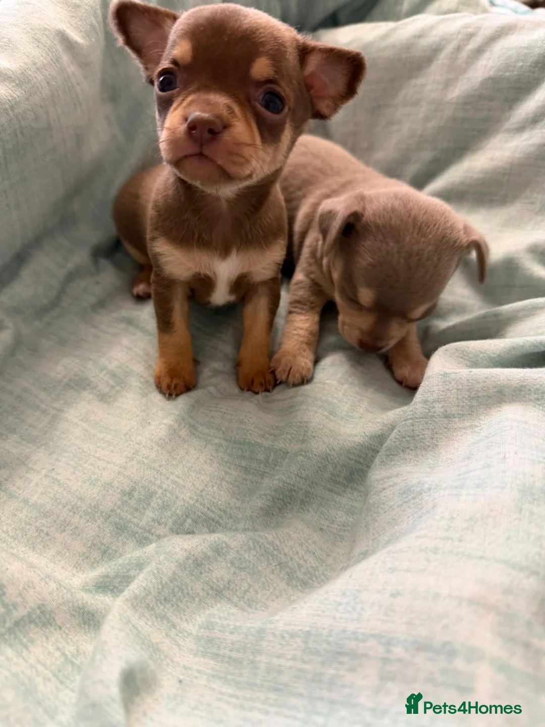Chihuahua dogs for sale: Beautiful Chocolates - Advert 2