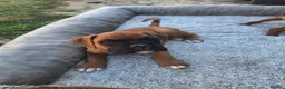 Boxer dogs for sale: Boxer puppies kc registered 5 star council licence - Advert 7