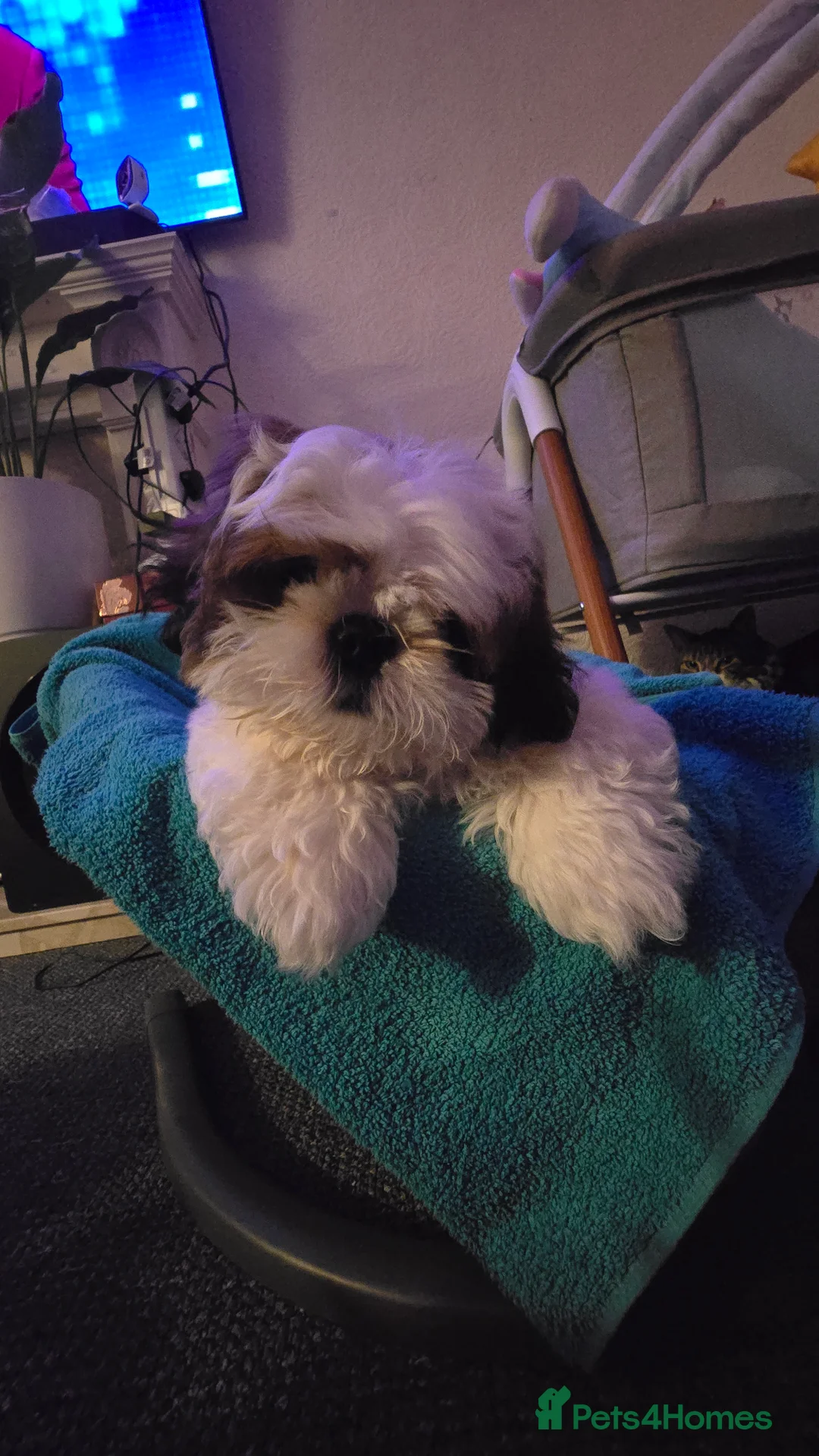 Shih Tzu dogs for sale: Shih Tzu Puppy for Sale - Advert 4