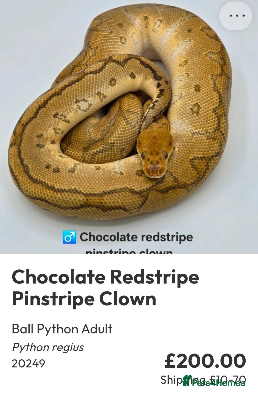 Python Snake reptiles  Various ball pythons  - Advert 10