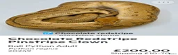 Python Snake reptiles for sale:  Various ball pythons  - Advert 1