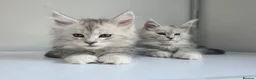 Maine Coon cats for sale: 🐾 Maine Coon Kittens Looking for Loving Homes 🐾 - Advert 5