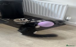 Mixed Breed cats for sale: Black & White Kitten  - Image 2