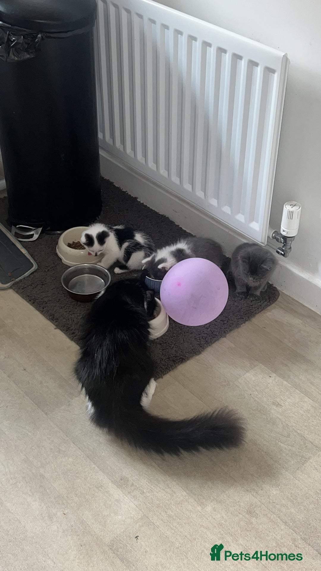 Mixed Breed cats for sale: Black & White Kitten  - Image 2
