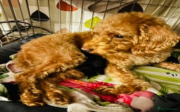 Labradoodle dogs for sale: Miniature Labradoodles - Advert 1