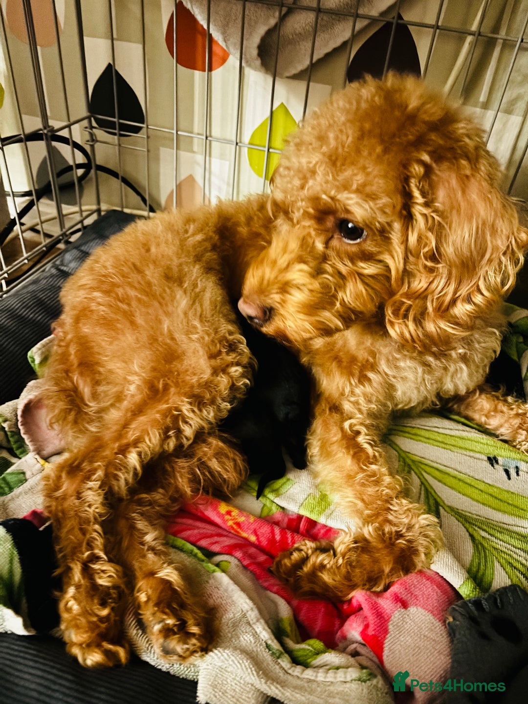 Labradoodle dogs for sale: Miniature Labradoodles - Advert 1