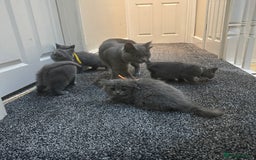 British Shorthair cats for sale: 2 girls 2 boys British shorthair ready to leave  - Image 9