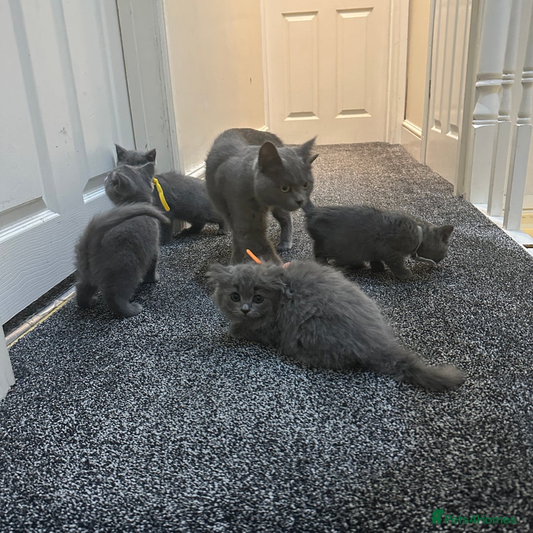 British Shorthair cats for sale: 2 girls 2 boys British shorthair ready to leave  - Image 9