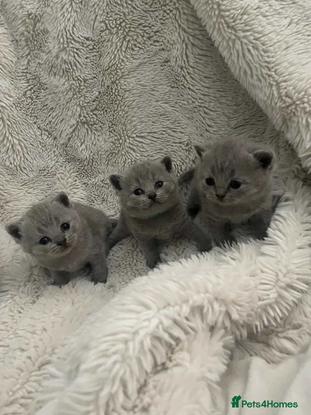 British Shorthair cats for sale: 3 little babies  - Advert 2