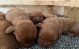 Labrador Retriever dogs for sale: Fox Red Labrador pups for sale - Image 1