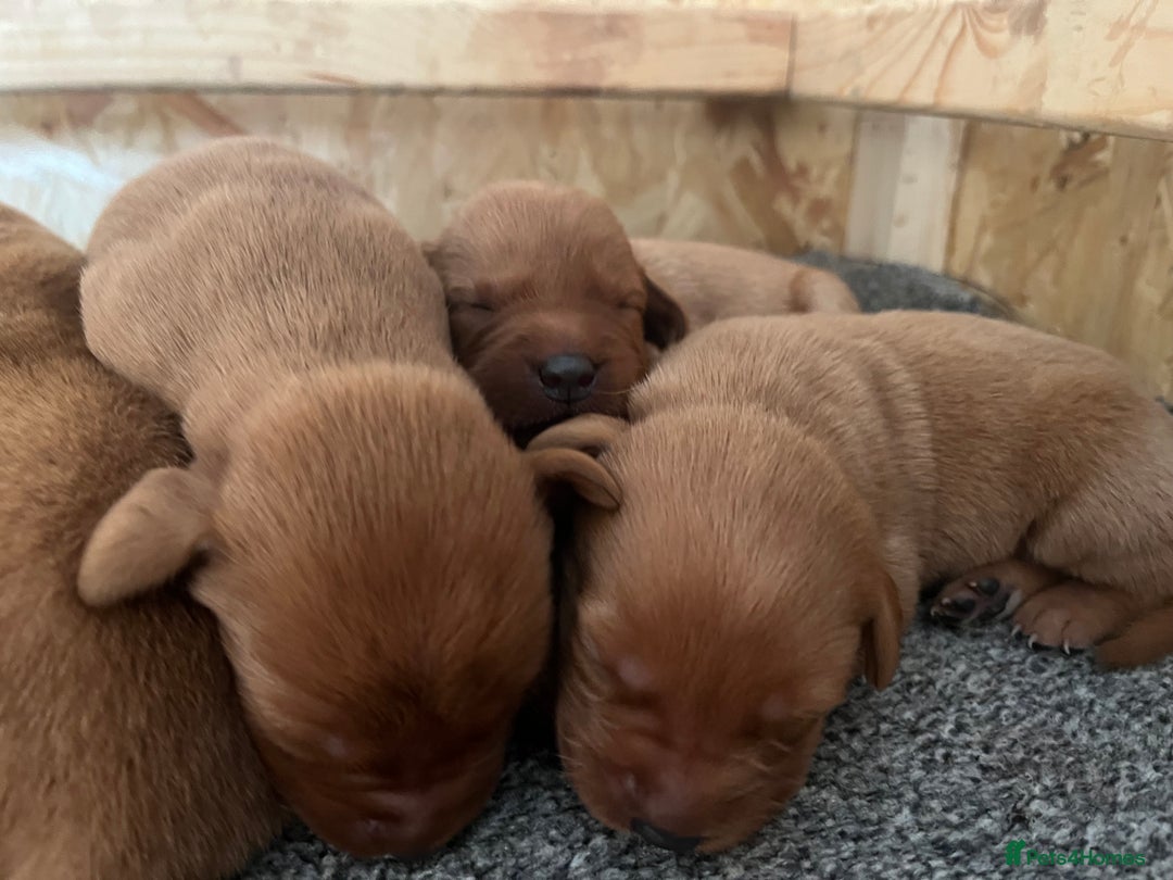 Labrador Retriever dogs for sale: Fox Red Labrador pups for sale - Image 1