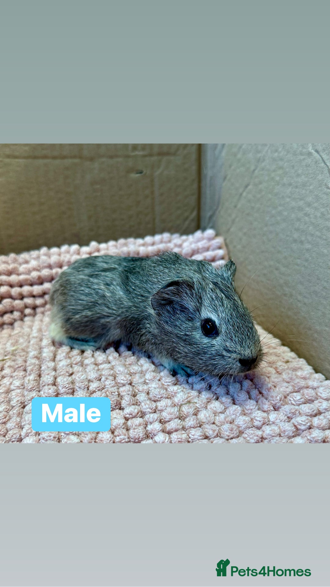 Guinea Pig rodents for sale: Young Guinea pigs  - Advert 19