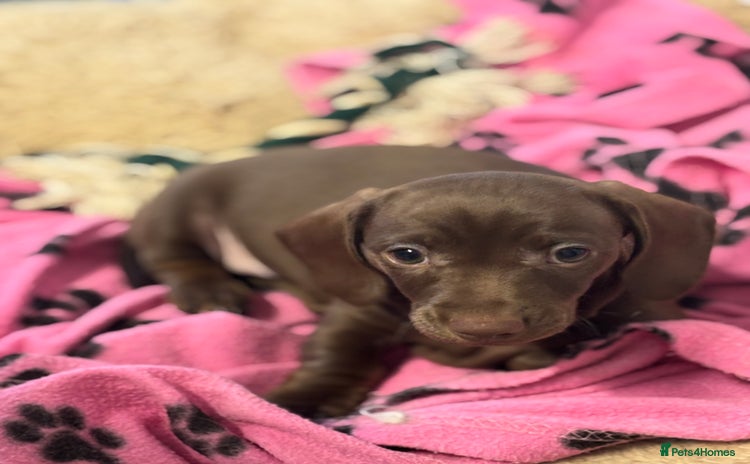 Miniature Dachshund dogs - Advert 14