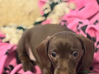 Miniature Dachshund dogs - Advert 22