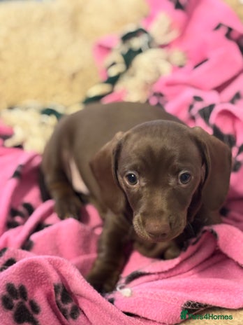 Miniature Dachshund dogs - Advert 14