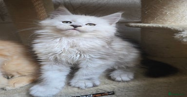 Maine Coon cats - Advert 1