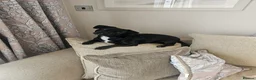 Patterjack dogs for sale: patterjack puppies 3 boys 2 girls  - Advert 10