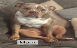 Old Tyme Bulldog dogs for sale: beautiful olde tyme bulldog puppies  - Advert 9