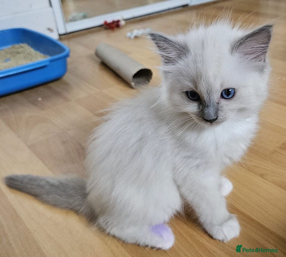 Ragdoll cats STUNNING GCCF REGISTERED KITTENS  - Advert 2