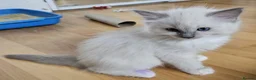 Ragdoll cats for sale: STUNNING GCCF REGISTERED KITTENS  - Advert 2