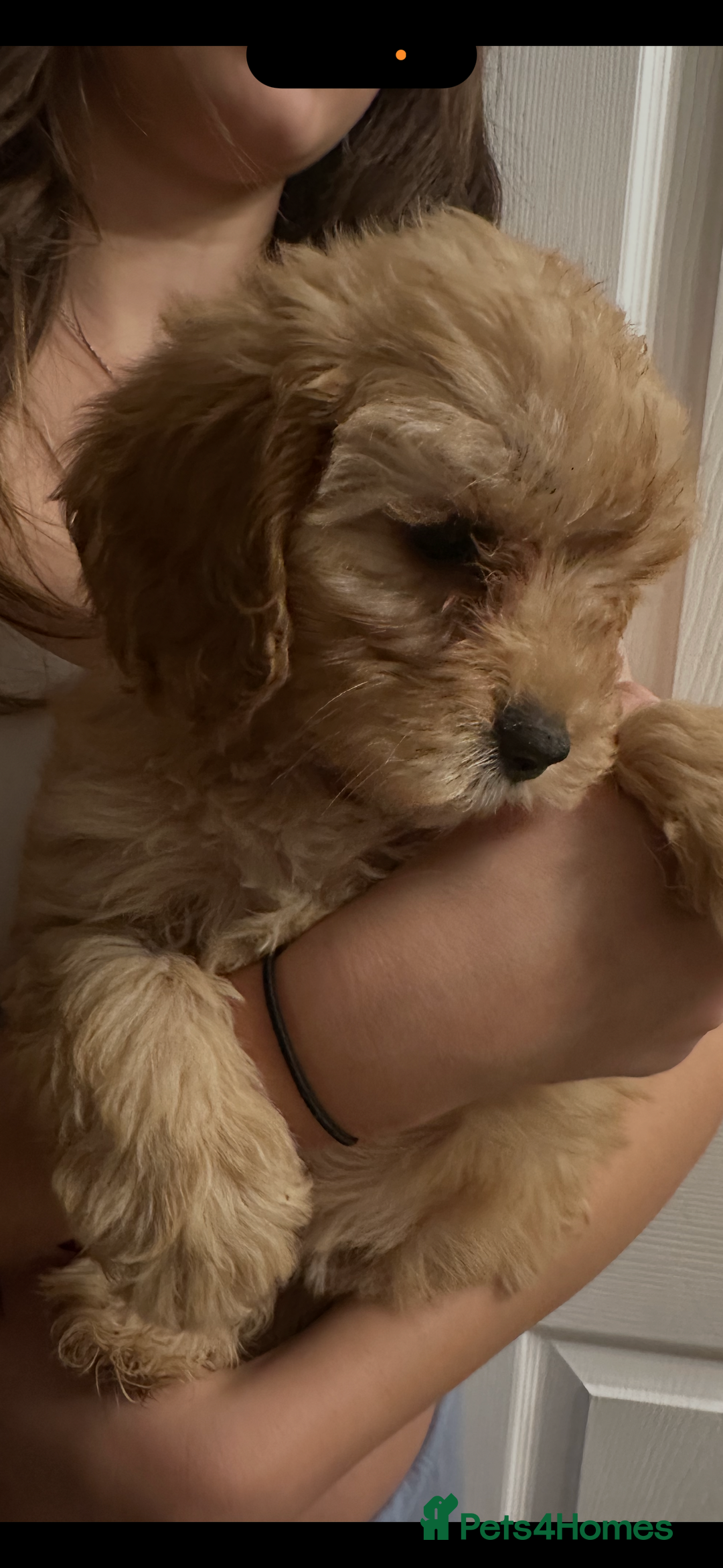 Cavapoo dogs for sale: Beautiful litter of cavapoos  - Advert 11
