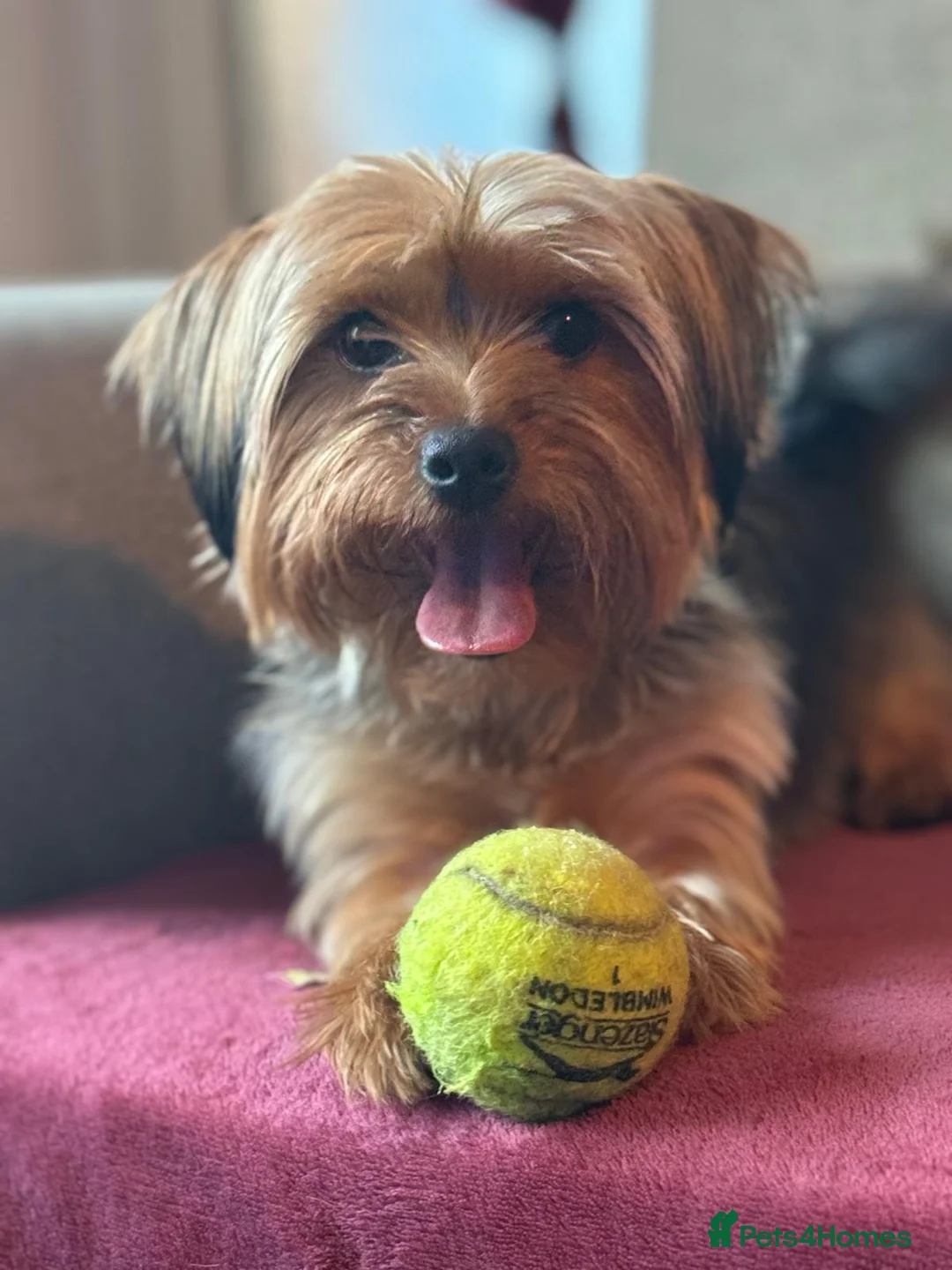 Yorkshire Terrier dogs for sale: 2 male and 1 female Yorkshire Terrier  - Advert 4