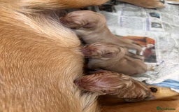 Labrador Retriever dogs for sale: Yellow/fox red male Labrador puppies  - Image 9