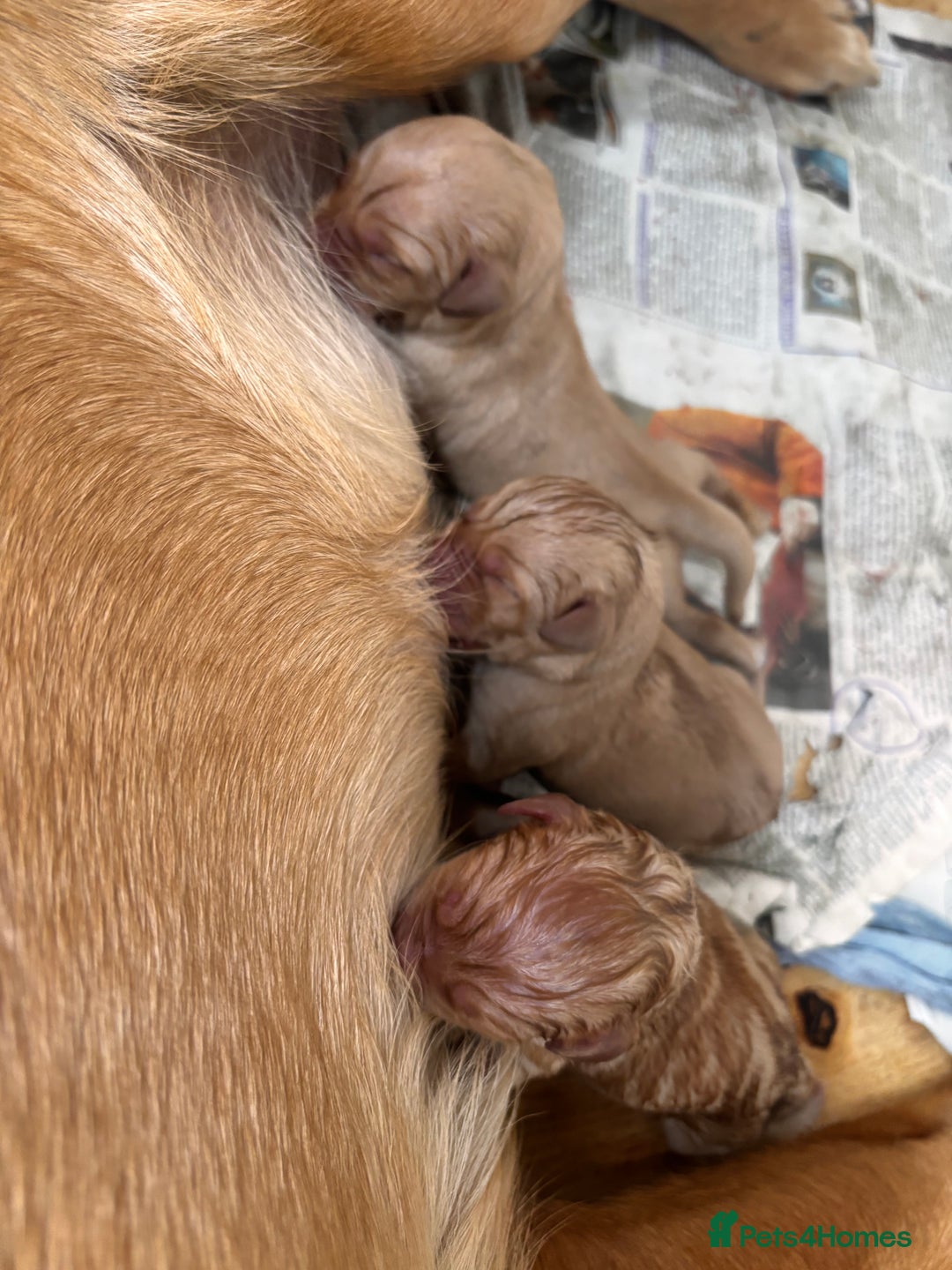 Labrador Retriever dogs for sale: Yellow/fox red male Labrador puppies  - Image 9