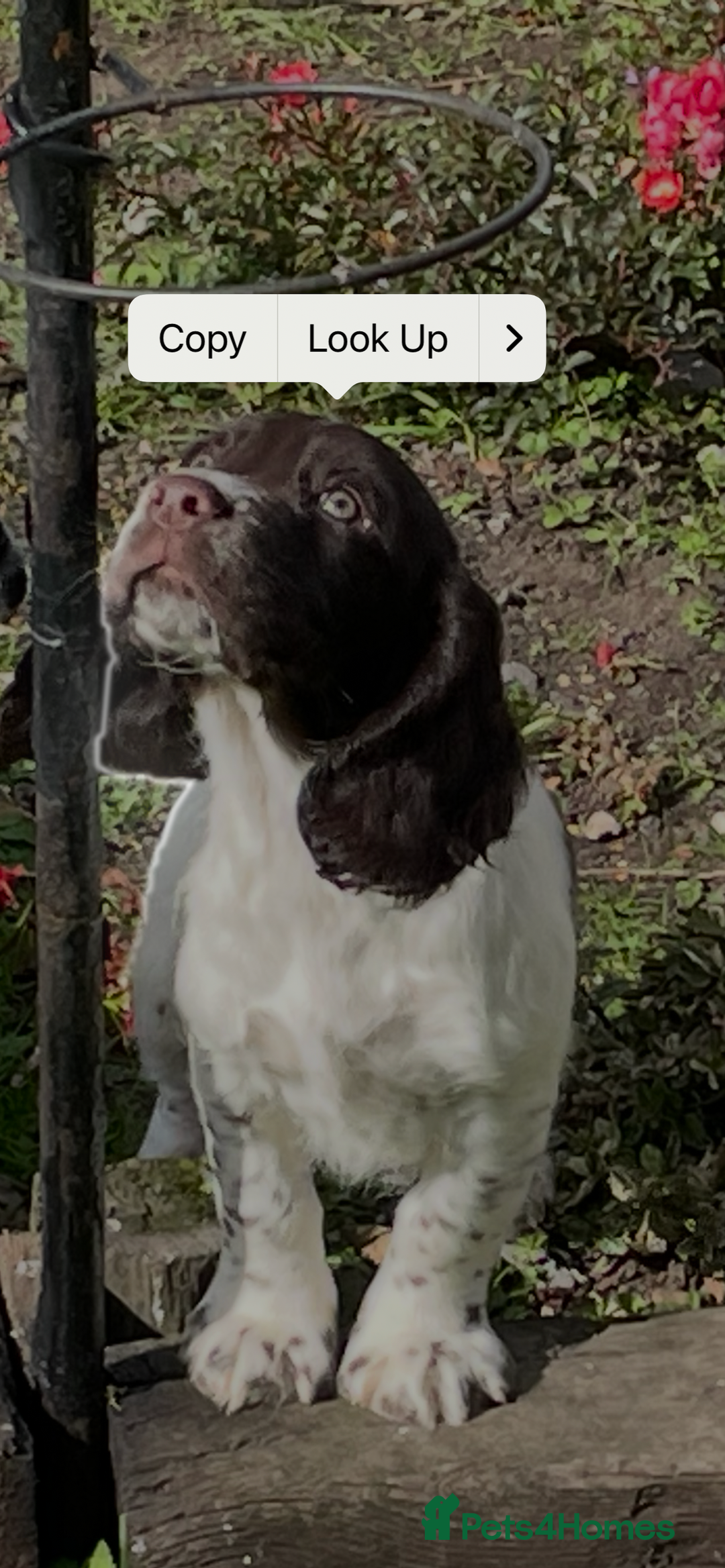 Sprocker dogs for sale: Beautiful Sprocker puppies - Advert 3