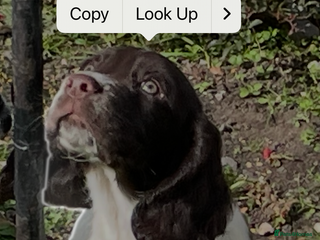 Sprocker dogs Beautiful Sprocker puppies - Advert 5