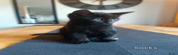 Mixed Breed cats for sale: Beautiful Mixed Maine Coon Kittens. - Advert 3