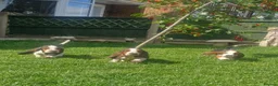 Basset Hound dogs for sale: Beautiful Basset Hounds Ready now - Advert 10