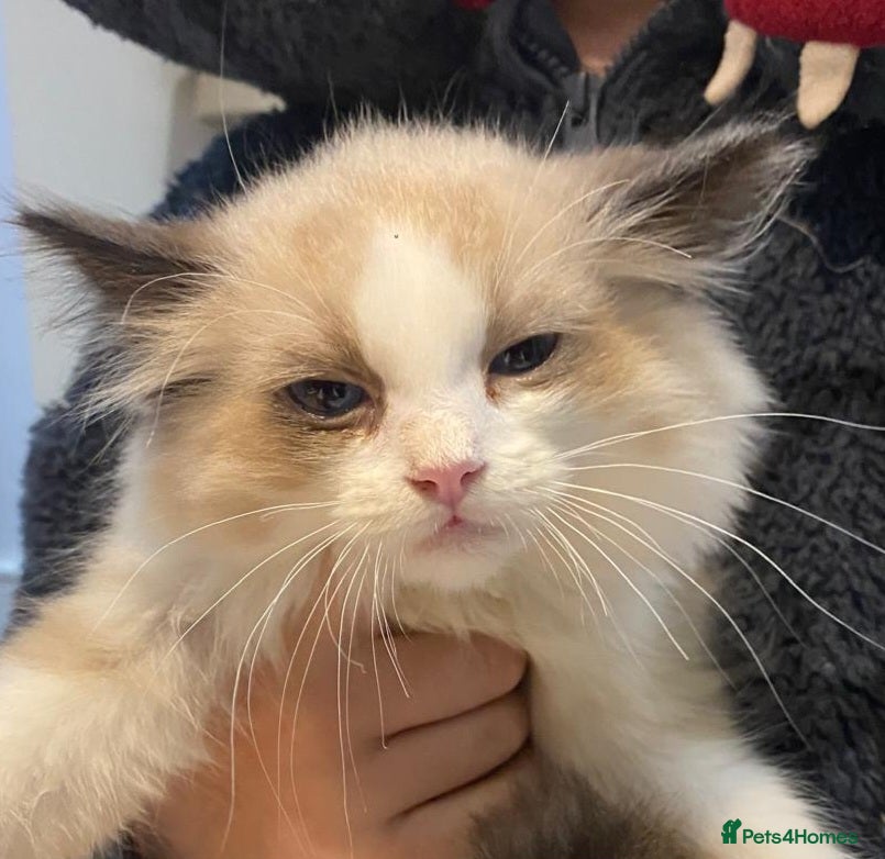 Ragdoll cats 3x stunning GCCF reg ragdolls remanding.   - Advert 8