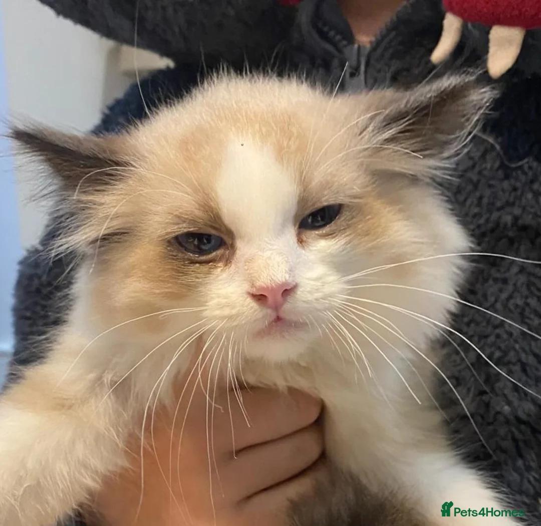 Ragdoll cats for sale: 3x stunning GCCF reg ragdolls remanding.   - Advert 5