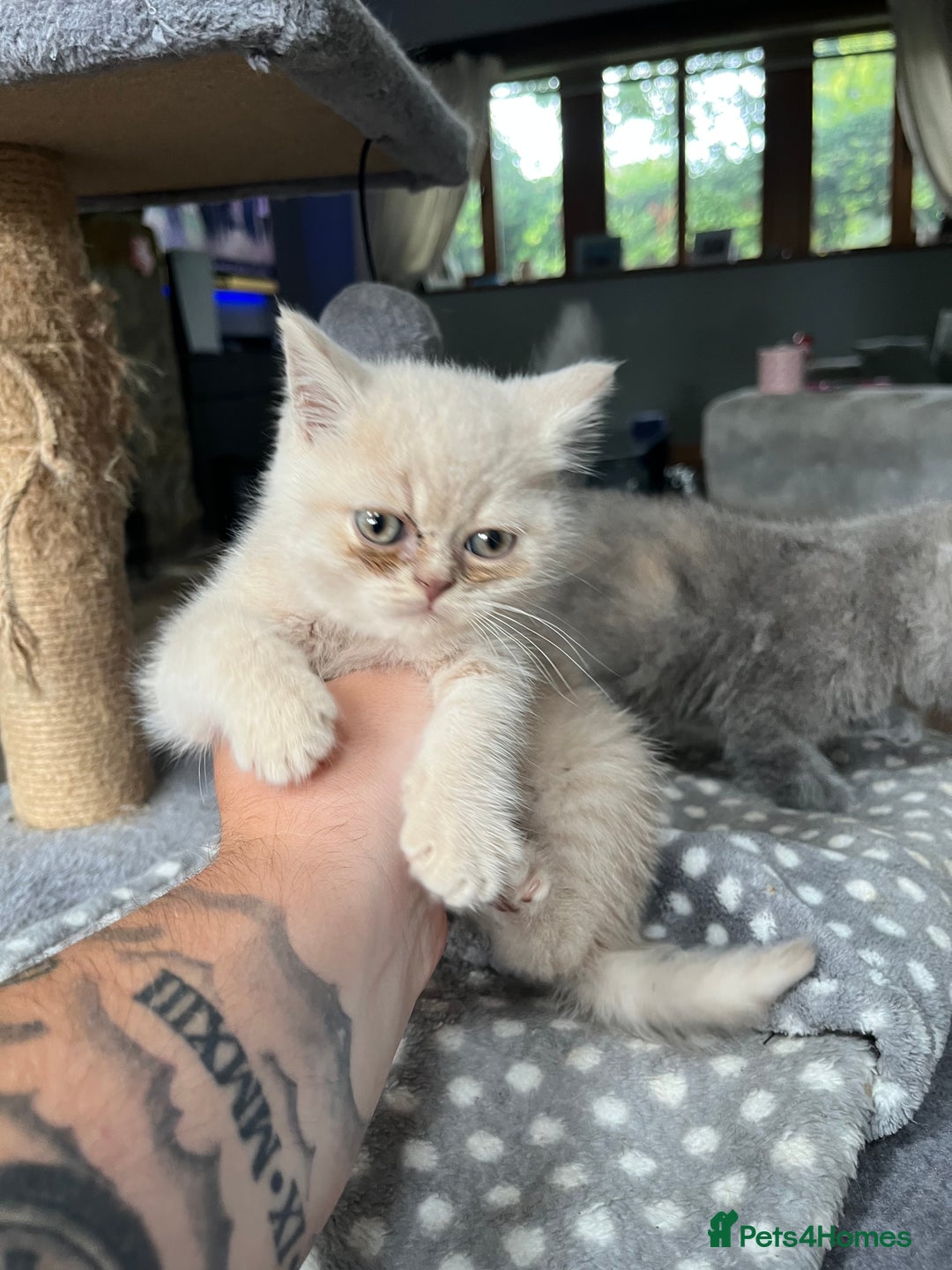 British Shorthair cats for sale: 3 beautiful British shorthairs  - Image 5